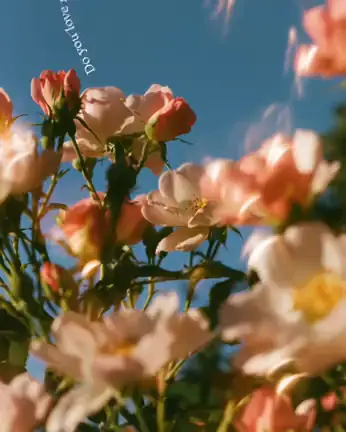 Template “Flower text” from the Swash community